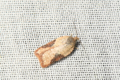 Acleris stadiana