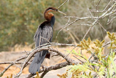 Anhinga rufa rufa