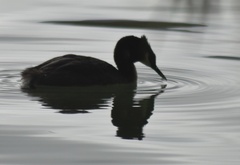 Podiceps cristatus australis