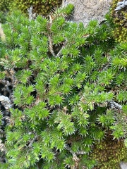 Selaginella hansenii