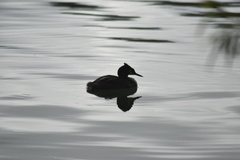 Podiceps cristatus australis