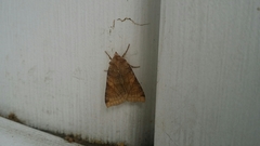 Vulpechola vulpecula