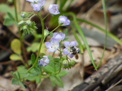 Phacelia dubia