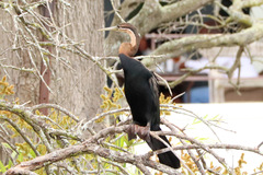 Anhinga rufa rufa