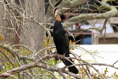 Anhinga rufa rufa