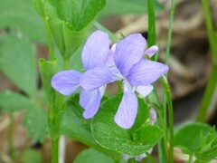 Viola labradorica
