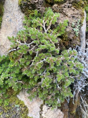 Selaginella hansenii