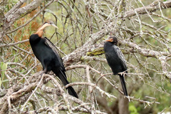 Anhinga rufa rufa
