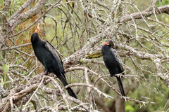 Anhinga rufa rufa