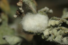 Contarinia partheniicola