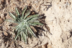 Eryngium heterophyllum