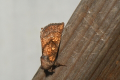Papaipema impecuniosa