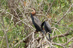 Anhinga rufa rufa
