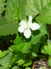 Viola striata