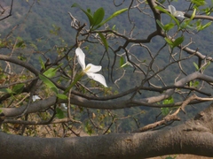 Gardenia resinifera
