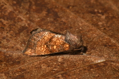 Papaipema impecuniosa