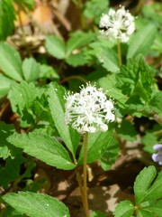 Panax trifolius