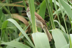 Acrocephalus gracilirostris