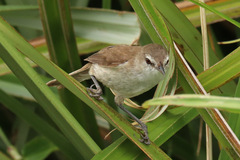 Acrocephalus gracilirostris