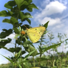 Colias poliographus