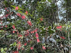 Psammisia guianensis