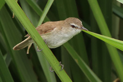 Acrocephalus gracilirostris