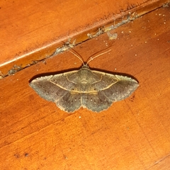 Coenobela joha