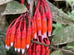 Psammisia guianensis