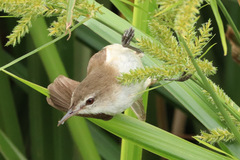 Acrocephalus gracilirostris