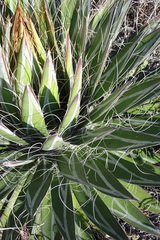 Agave filifera