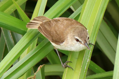 Acrocephalus gracilirostris