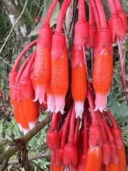 Psammisia guianensis