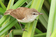 Acrocephalus gracilirostris
