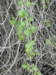 Clematis pauciflora