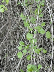 Clematis pauciflora