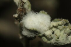 Contarinia partheniicola