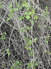 Clematis pauciflora