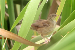 Bradypterus baboecala