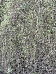 Clematis pauciflora