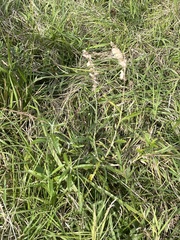 Pterocaulon virgatum