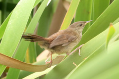 Bradypterus baboecala