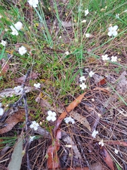 Mitrasacme polymorpha