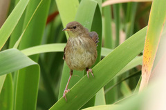 Bradypterus baboecala