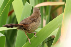 Bradypterus baboecala