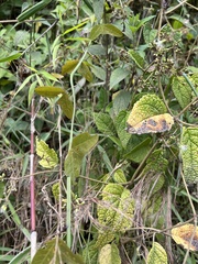 Decaloba