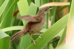 Bradypterus baboecala