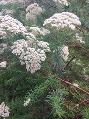 Cassinia aculeata