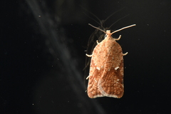 Acleris stadiana