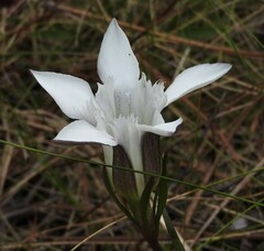 Gentiana pennelliana