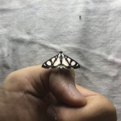 Glyphodes quadrimaculalis